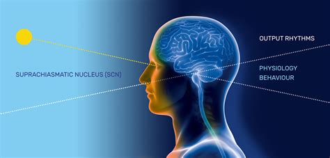 How Does the Suprachiasmatic Nucleus (SCN) Control Circadian Rhythm ...