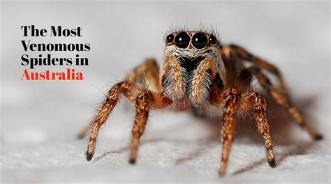 5 Most Venomous Australian Spiders To Avoid With Pictures And Ranked!