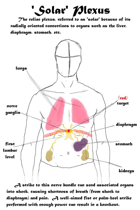 strike to the solar plexus - martial arts anatomy | Karaté ...