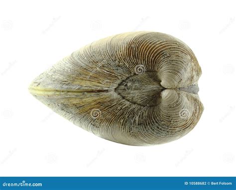 Quahog Clam Stock Photography - Image: 10588682