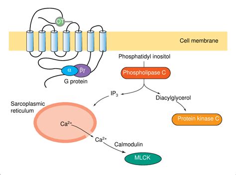 Signal transduction mechanism for the oxytocin receptor in the... | Download Scientific Diagram