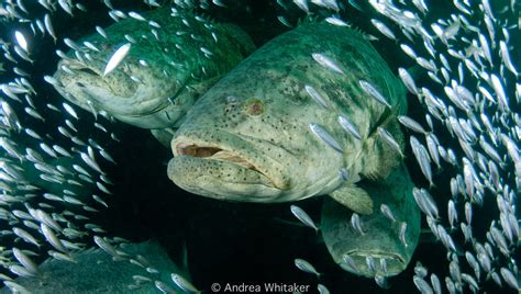 ATLANTIC GOLIATH GROUPER FISHERY: A BAD IDEA with Pura Vida Divers