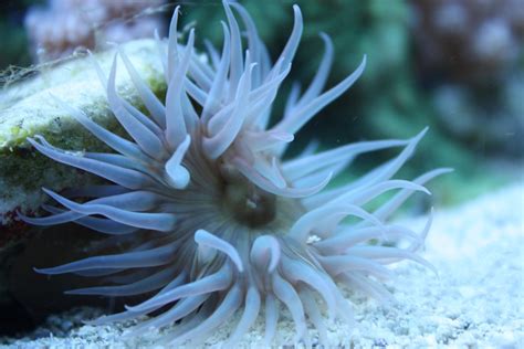 Can Our Anemones Sting? | AquaNerd