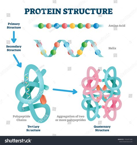 Proteins Structure Animation