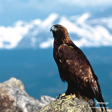 The Golden Eagle is one of the best-known raptors in the world. It’s ...