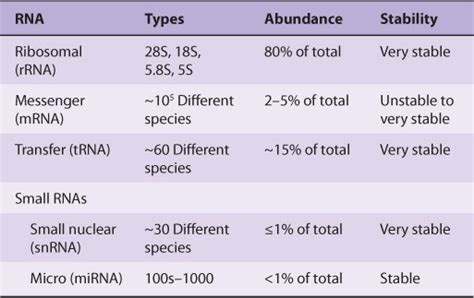 RNA Synthesis, Processing, & Modi. cation | Basicmedical Key