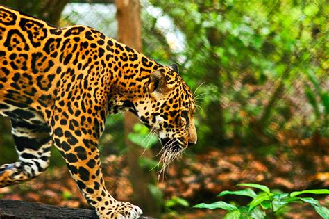 Jaguar | Belize Tours and activities available through Chaa … | Flickr