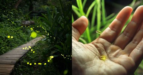 Scientists Warn That 2,000 Firefly Species Are Facing Extinction