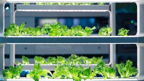 Aquaponics System - Future of farming - food4future