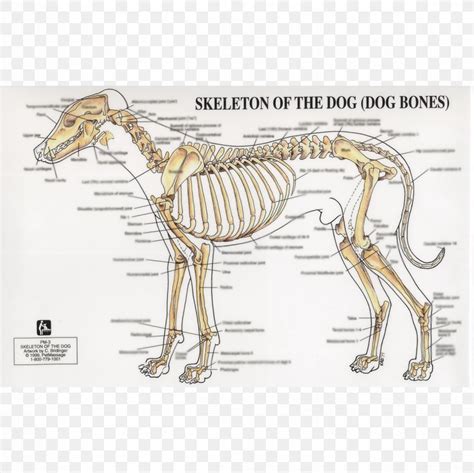 Dog Anatomy Human Skeleton Joint, PNG, 1224x1224px, Dog, Anatomy, Bone, Carnivoran, Chart ...