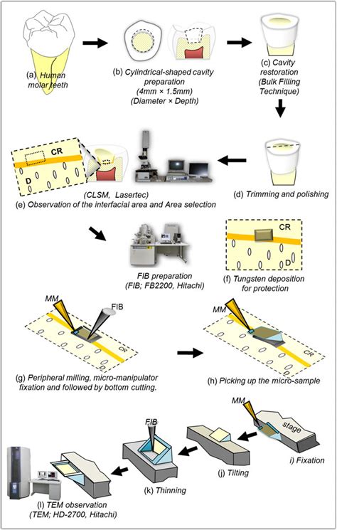 Schematic diagram showing the steps of specimen preparation for TEM... | Download Scientific Diagram