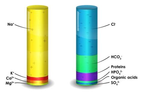 Anion Gap: Low, Normal & High Levels + Causes, Symptoms - SelfDecode Labs