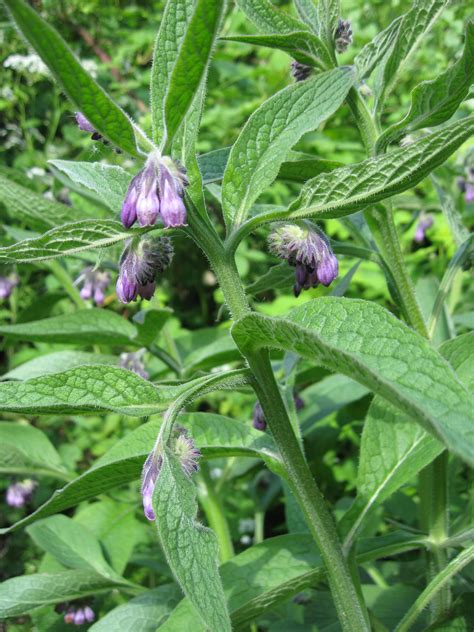 Comfrey | Plant-Lore