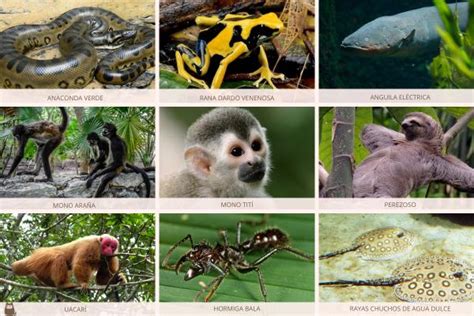 +70 animales de la selva - Tropical, peruana, amazónica y misionera con FOTOS