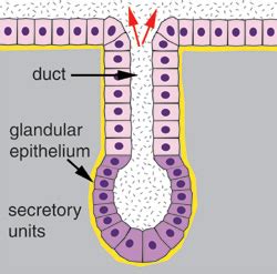 What is glandular epithelium? | Biology Questions