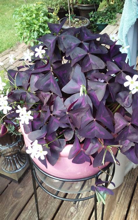 purple and white flowers in a pink pot on a wooden table outside with ...