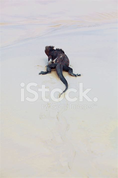 Galapagos Marine Iguana Stock Photo | Royalty-Free | FreeImages