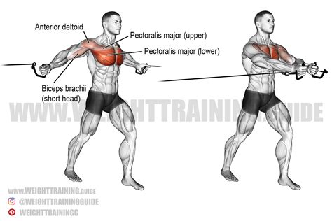 Standing cable fly exercise instructions and video | Weight Training Guide