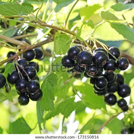 Black currant bushes Stock Photos, Images, & Pictures | Shutterstock