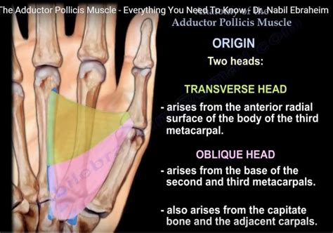 Anatomy of Adductor Pollicis — OrthopaedicPrinciples.com