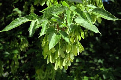 What Is A Boxelder Tree: Information About Boxelder Maple Tree Growing