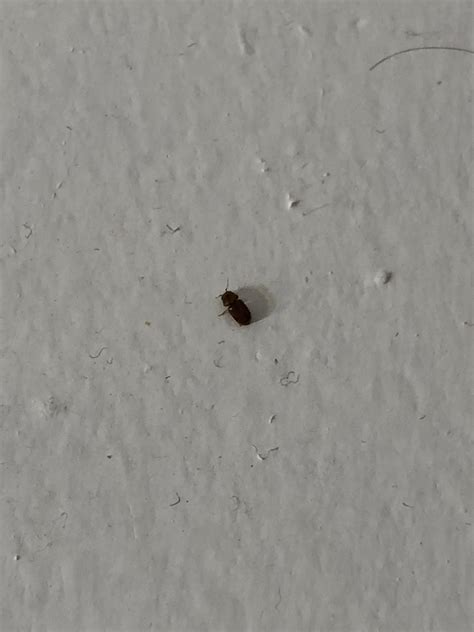 Very tiny bug found inside random places in my house in central Florida. Probably only a couple ...