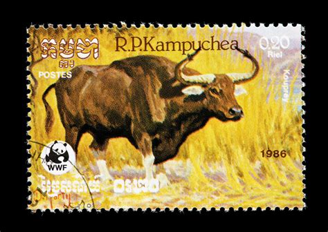 The kouprey: on the trail of Cambodia’s elusive wild cattle