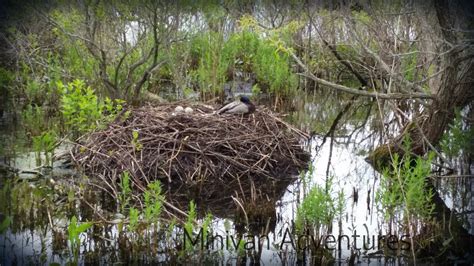 Swan Nest close-up | Minivan Adventures