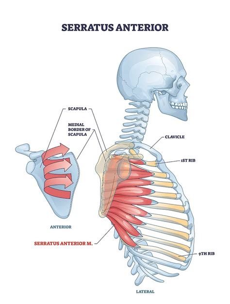 7 Great Serratus Anterior & Posterior Exercises - Onnit Academy