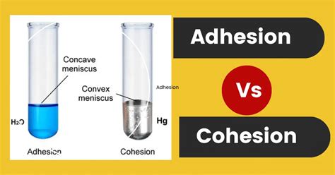 Difference between Adhesion and Cohesion