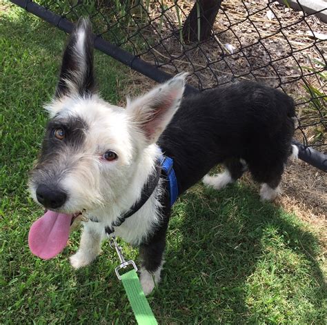 Lucy - Medium Female Border Collie x Irish Wolfhound Mix Dog in QLD - PetRescue