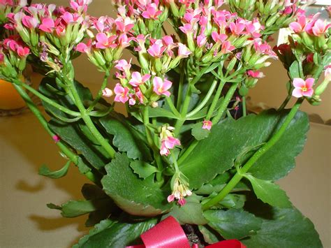 Kalanchoe blossfeldiana | Plants with pink flowers, Indoor flowering plants, Blooming succulents