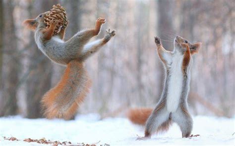 nature, Animals, Squirrel, Snow, Winter, Force Wallpapers HD / Desktop ...