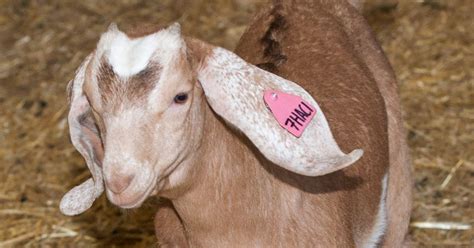 New firm SAB Capra aims to develop goats that produce human antibodies