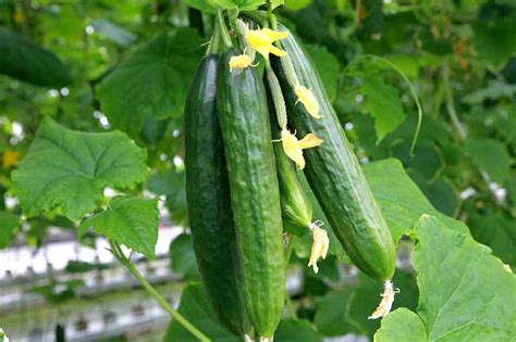 How to Plant and Grow Cucumbers | Gardener’s Path