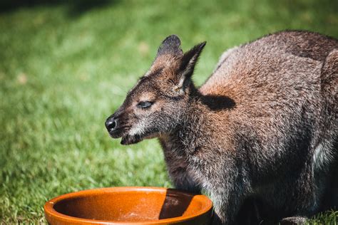 Animal photography - Prague ZOO on Behance