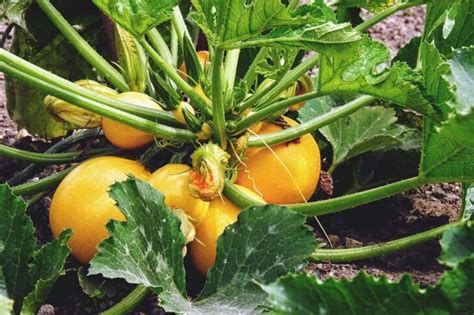 Growing Summer Squash: Best Varieties, Planting, Tips, and Harvesting