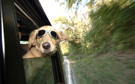 Dog Sunglasses Wallpapers - Wallpaper Cave