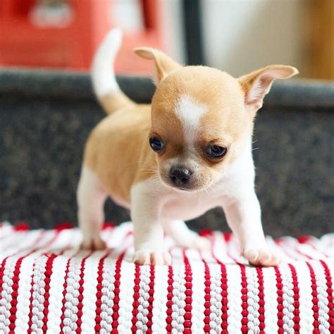 2641 best CUTIES images on Pinterest | Chihuahua dogs, Animal babies and Chihuahua