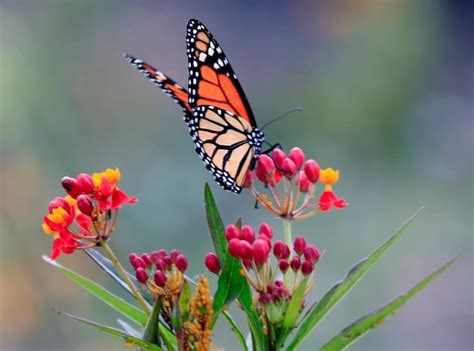 Creating a Butterfly Garden is Easier Than You Think