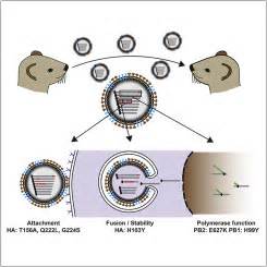 Identification, Characterization, and Natural Selection of Mutations ...