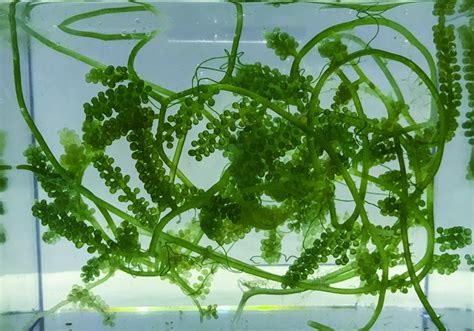 Macro Algae for Sale | Buy Macroalgae | Macro Algae Saltwater Plants