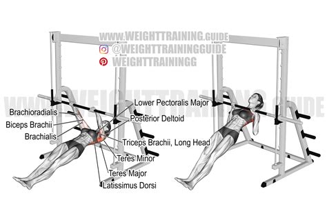 Inverted row exercise instructions and video | WeightTraining.guide