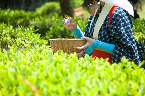 Tea Leaf Harvesting ( 4 H) | Japango