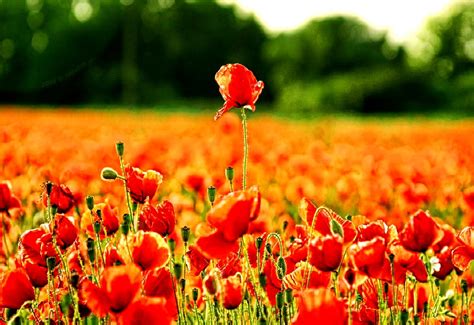 Poppy Flower Field Wallpaper