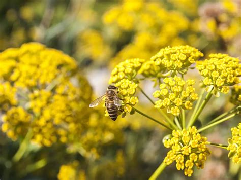 Fennel Flower Plant: What It Is and How to Grow It from Seed