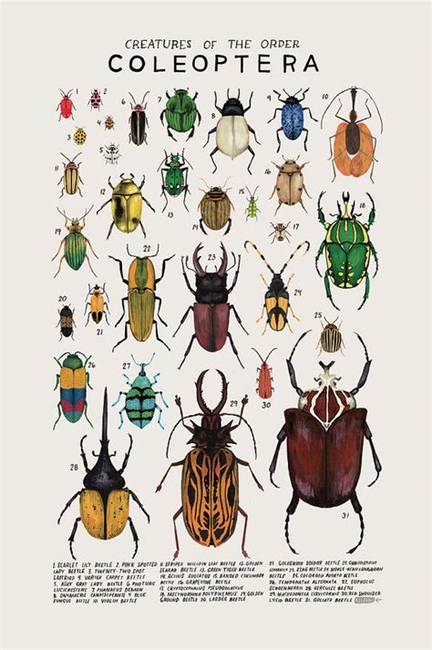 Coleoptera: Beetles - Etsy | Wissenschaftsposter, Tierillustrationen, Illustrations poster