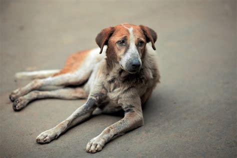 Lymphoid Leukemia in Dogs - Symptoms, Causes, Diagnosis, Treatment, Recovery, Management, Cost