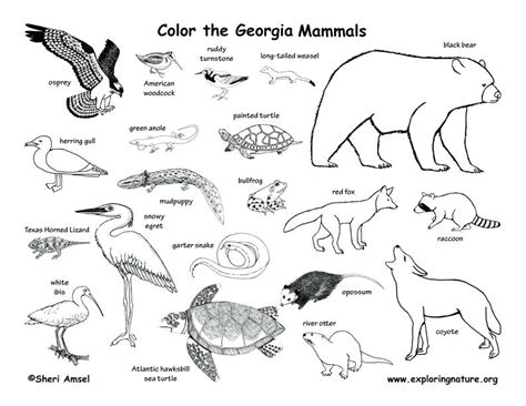 Swamp Animals Coloring Pages at GetColorings.com | Free printable colorings pages to print and color