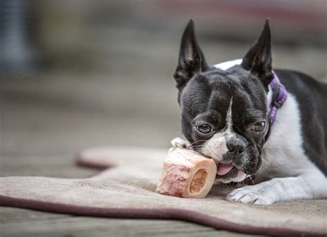 The Benefits of Raw Bones for Dogs - Bold by Nature